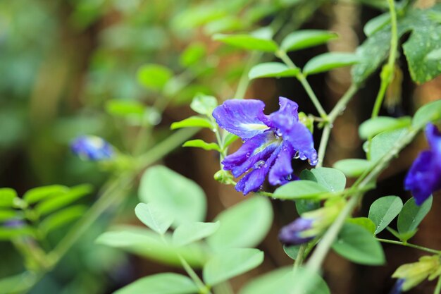 Close-up blauwe vlinder erwt bloem in de tuin