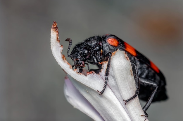 Foto close-up del blister beetle o hycleus su una foglia