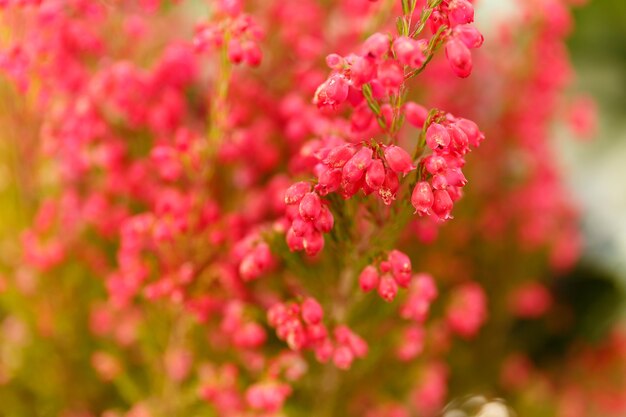 Close-up bloeiende calluna vulgaris heide leng of gewoon heide