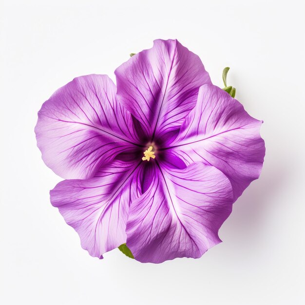 Close-up bloeiende Petunia hybrida bloem geïsoleerd op een witte achtergrond