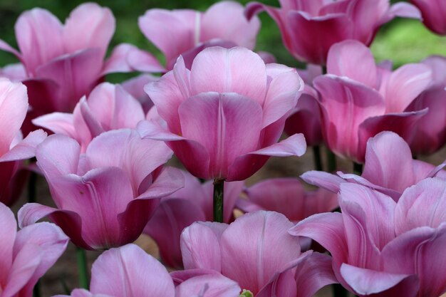 Close-up bloeiende roze tulpen