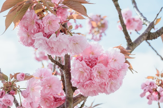 Foto close-up bloeiende tak met bloei roze bloemknoppen van kers of sakura boom op blauwe hemelachtergrond, horizontaal buitenshuis stockfoto afbeelding behang