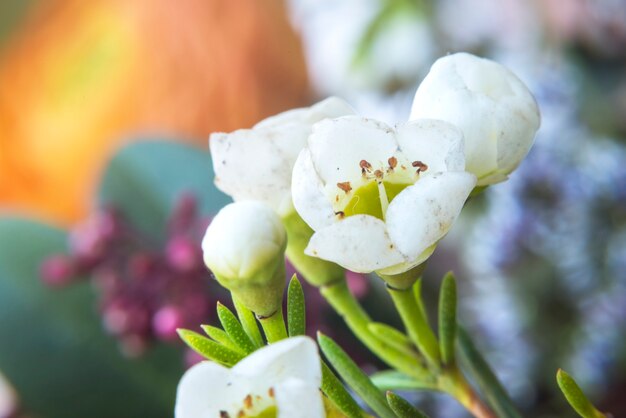 Close-up Bloeiende Witte Waxflower Chamelaucium