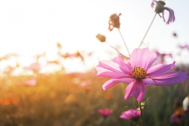 Close-up bloem cosmos en natuurlijk zonlicht