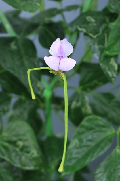 Close-up bloem van Cowpea