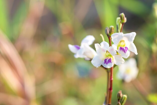 Close-up bloem wit en paars Indiase asystasia Het gras wordt gebruikt als kruid in de tuin