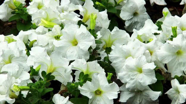 Foto close-up bloemen van witte petunias