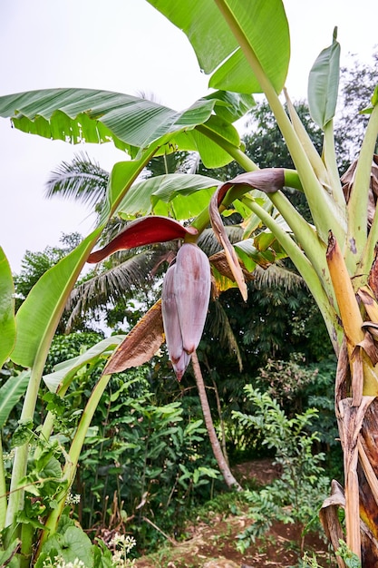 close-up bloesem banaan groeit op een plantage