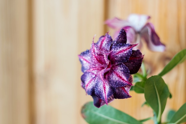 咲くアデニウムの花のクローズアップ