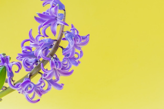 Закройте вверх зацветая голубого цветка гиацинта на желтой предпосылке.