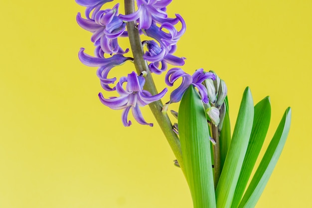 咲く青いヒヤシンスの花のクローズアップ