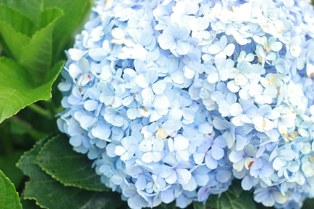 Foto in primo piano l'idragia blu in fiore nella natura