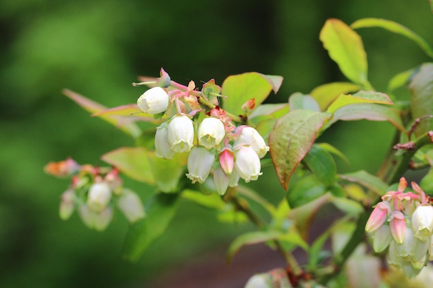 Photo close up of blooming blueberry plant