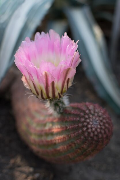 Close up on blooming  cactus, cacti with pink flower