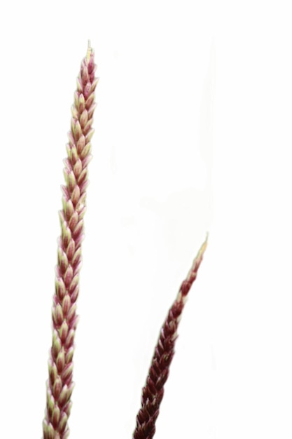 close up of blooming cane flower on white background