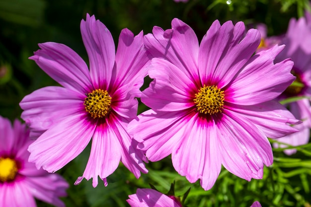 Close up of blooming Cosmos bipinnatus (commonly called the garden cosmos or Mexican aster)