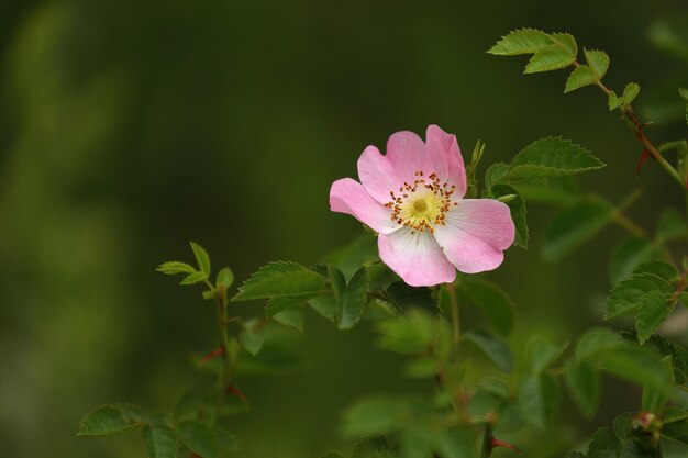 Close up of a blooming dog rose flower