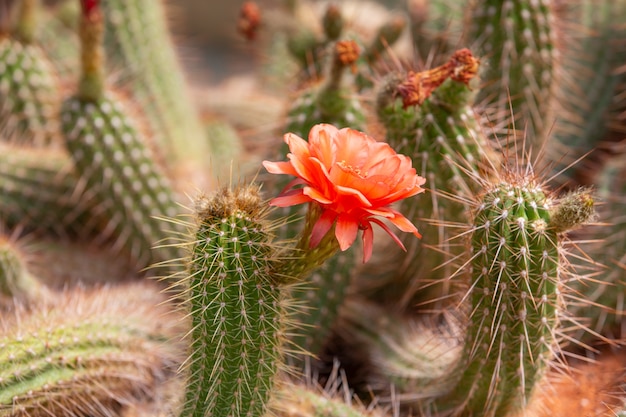 砂漠の開花または開花サボテンのクローズアップ、自然の概念