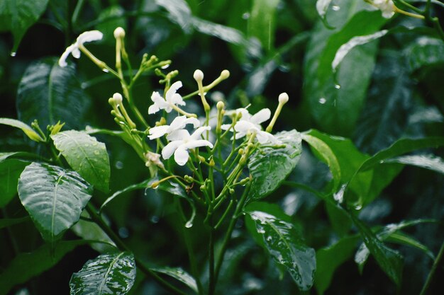 Photo close up of a blooming gerdenia crape jasmine flowers on blurred natural green background