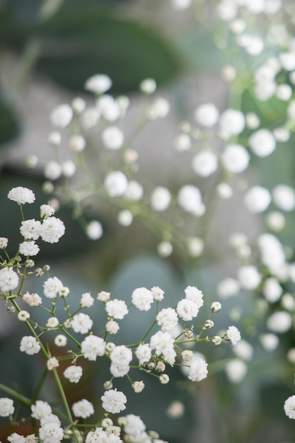 Foto primo piano di gypsophila paniculate in fiore, piccoli fiori bianchi su pianta sfocata e sfocata abastract