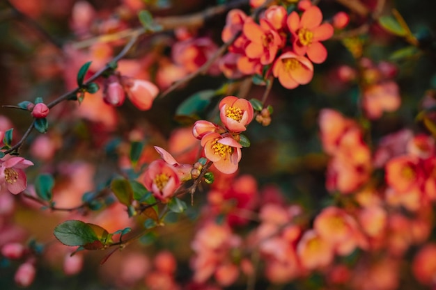 개화 일본 마르멜로를 닫습니다 Chaenomeles Red Joy 고품질 사진