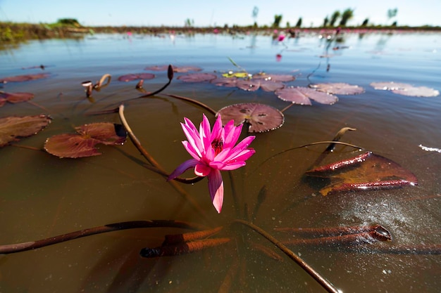 Close-up of blooming on lake morning and pink waterlily.