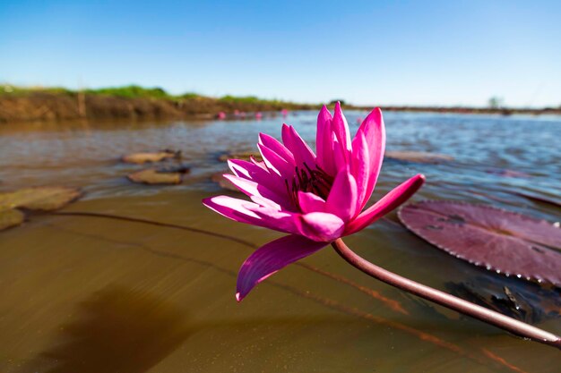 Close-up of blooming on lake morning and pink waterlily.