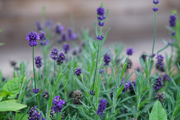 Close up of blooming lavender flowers in the garden