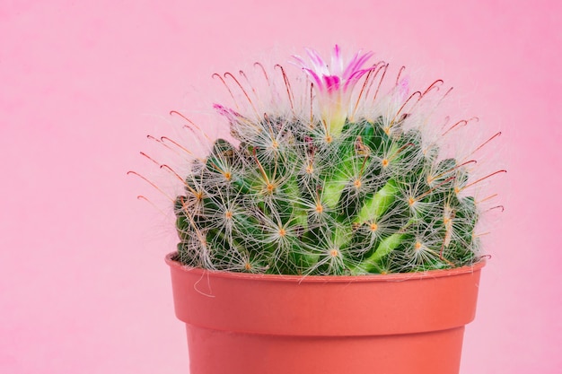 Close up of blooming Mammillaria bombycina cactus on pink