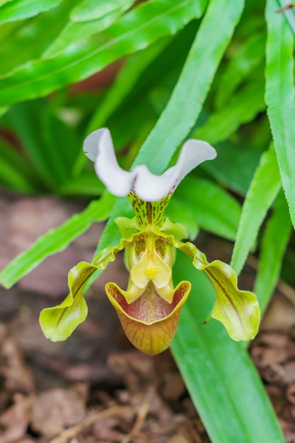 Close up of blooming Orchid Paphiopedilum in botanical garden 