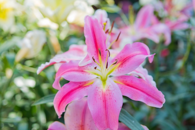 Close up of blooming pink lily flower