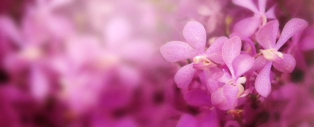 Close up of blooming pink orchid