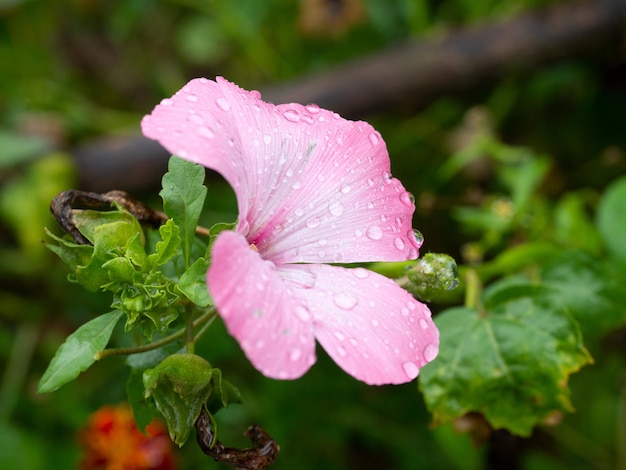Крупный план цветущего розового цветка петунии, покрытого каплями после дождя