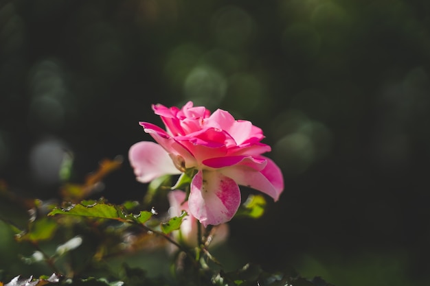 Close up of blooming pink rose in summer warm light with lot of blurred green leaves 