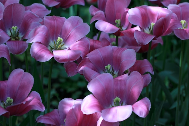 Close up blooming pink tulips