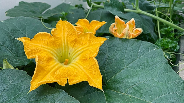 写真 庭に咲くカボチャの花を閉じる