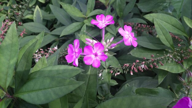 Photo close-up of blooming purple flowers in field