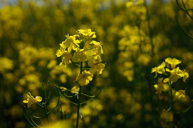 Close up blooming rapeseedin agricultural field Rapeseed is grown for the production of animal feeds vegetable oils and biodiesel