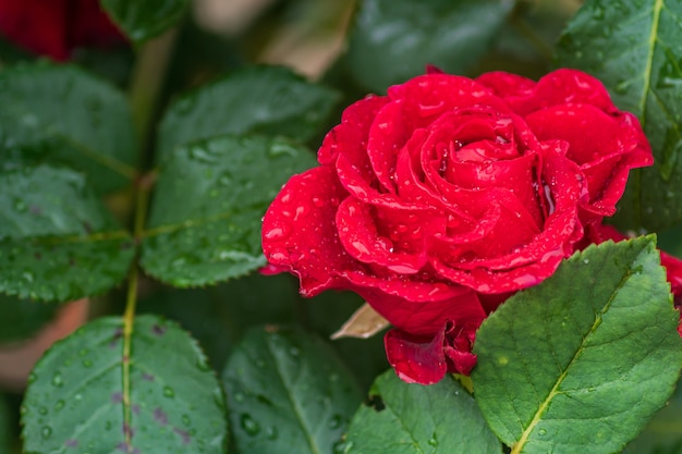 Close up of blooming red rose after the rain. Water drops on petals and leaves.