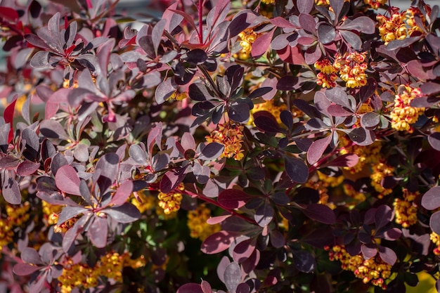 Close up blooming spring bush under sunlight concept photo