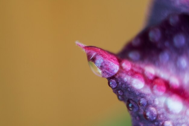 咲くジューシーなアデニウムの花びらのクローズアップ