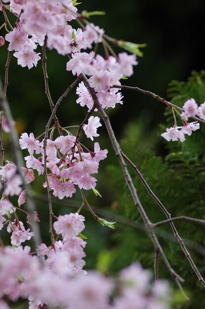 Foto prossimo piano di un albero in fiore