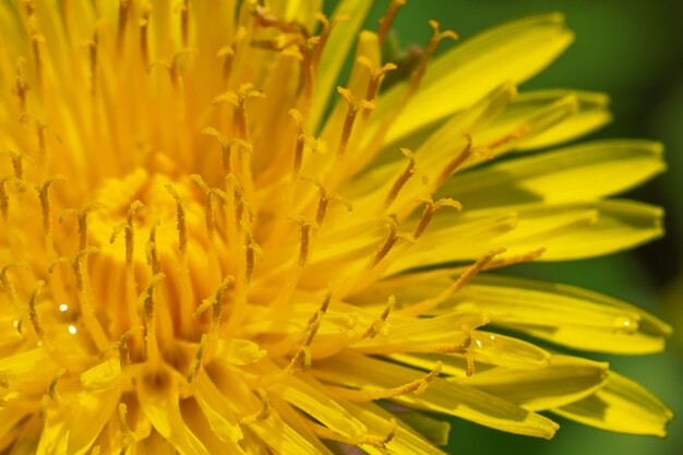 Close-up of a blooming yellow dandelion on a sunny meadow