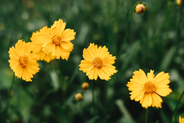 Close up of blooming yellow flowers in the garden