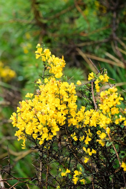 Close up of a blooming yellow gorse plant