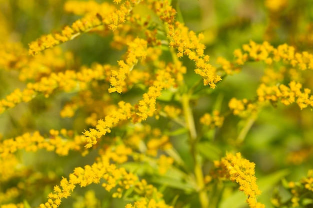 Close up of the blooming yellow inflorescence of Solidago canadensis