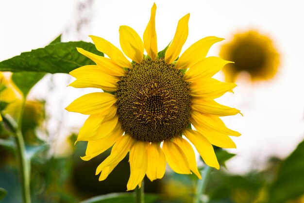 Close up of blooming yellow sunflowers on a background sunset as harvest concept