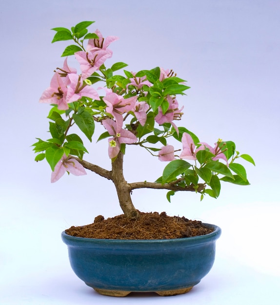 Primo piano sui bonsai in fiore in vaso di ceramica