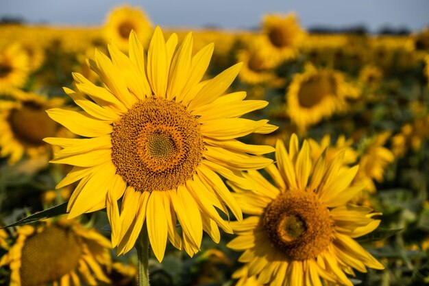 Close up of blossom in field of sun flowers at sunny summer day