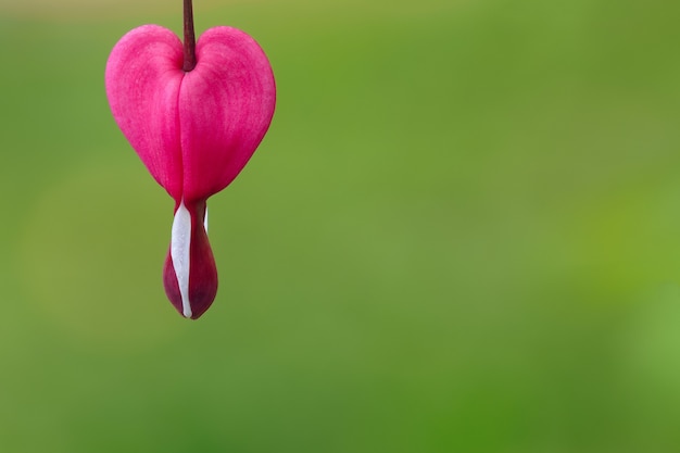 Primo piano del fiore sbocciante di dicentra